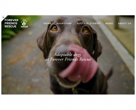 dogs_for_website